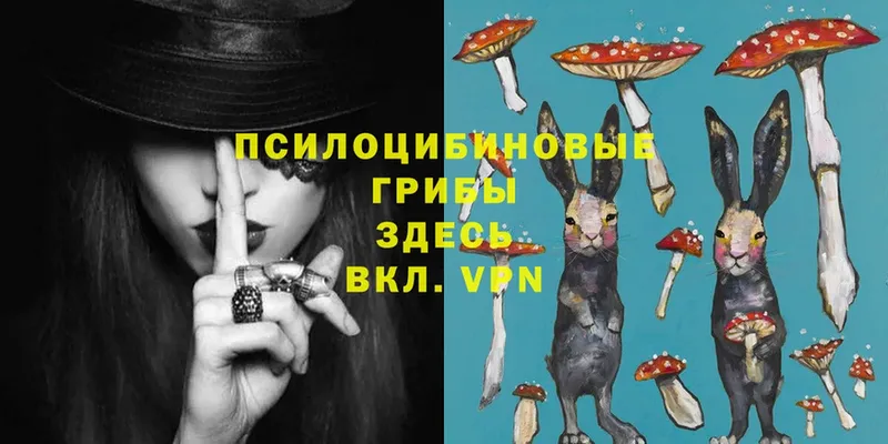 Псилоцибиновые грибы Psilocybe  дарнет шоп  Пионерский 